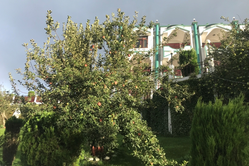 Apple Trees in Resort